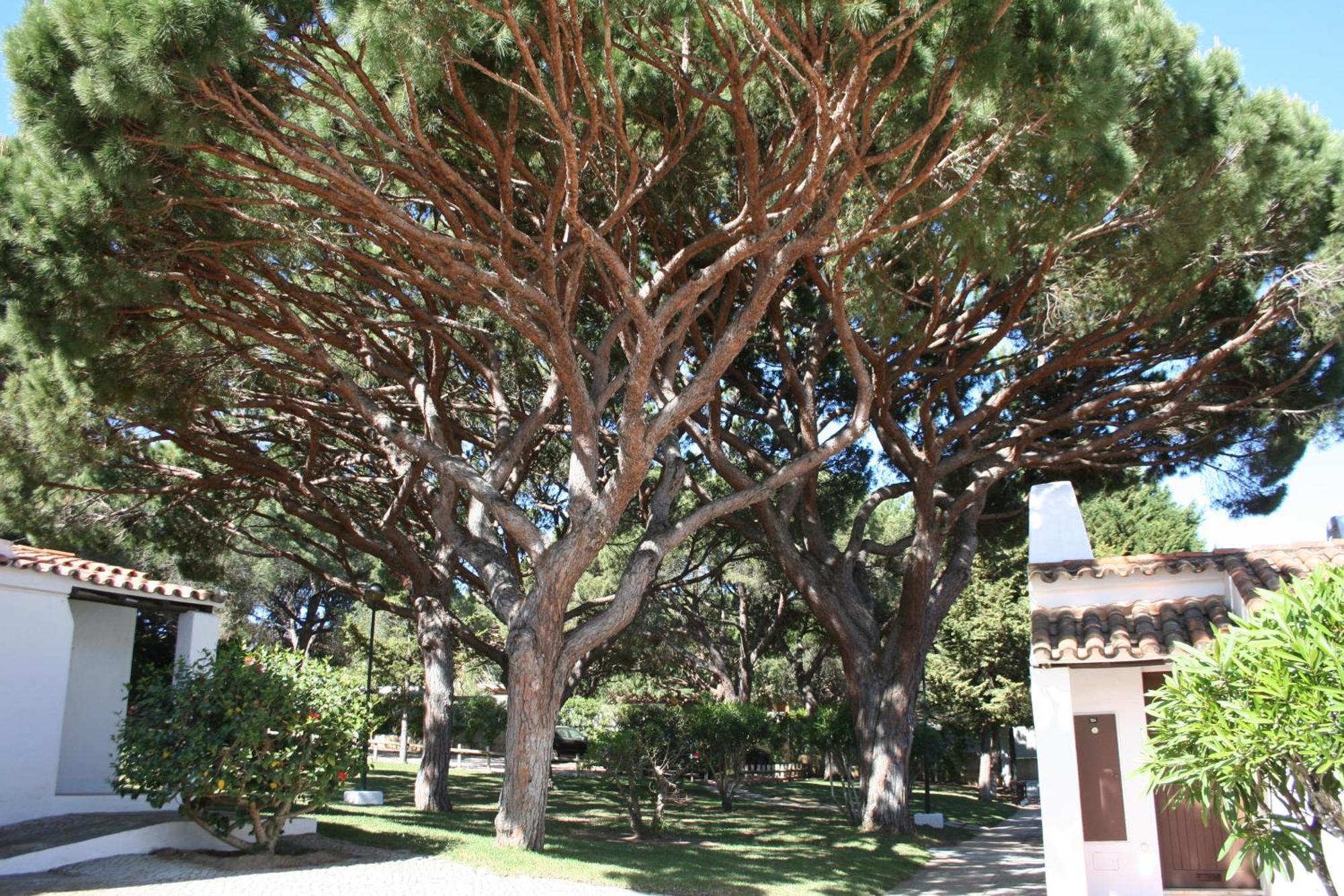Aldeia Da Falesia Albufeira Exterior photo